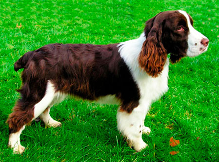 Springer Spaniel Inglês
